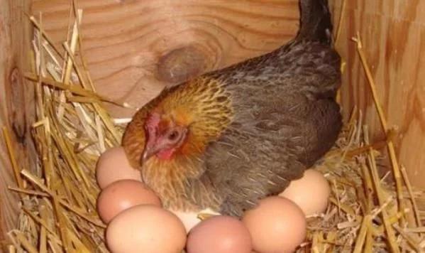 母鸡下完蛋咯咯哒的叫,原来人们都理解错了,原因为让人恍然大悟