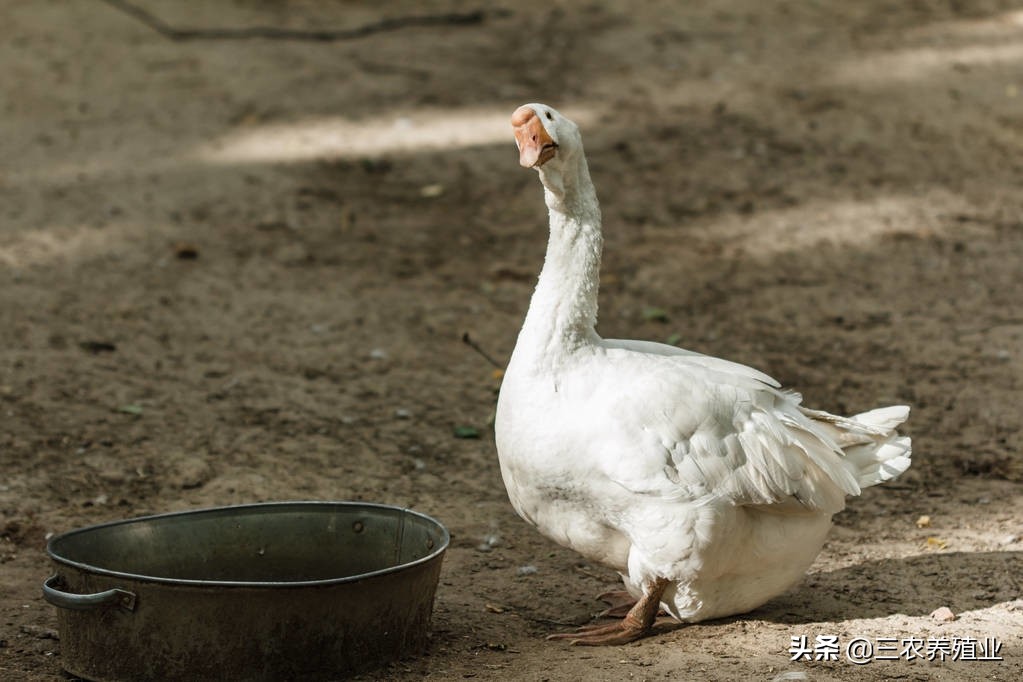 鹅拉白色水便带黄绿粪是怎么回事,大鹅拉白色粪便吃什么药