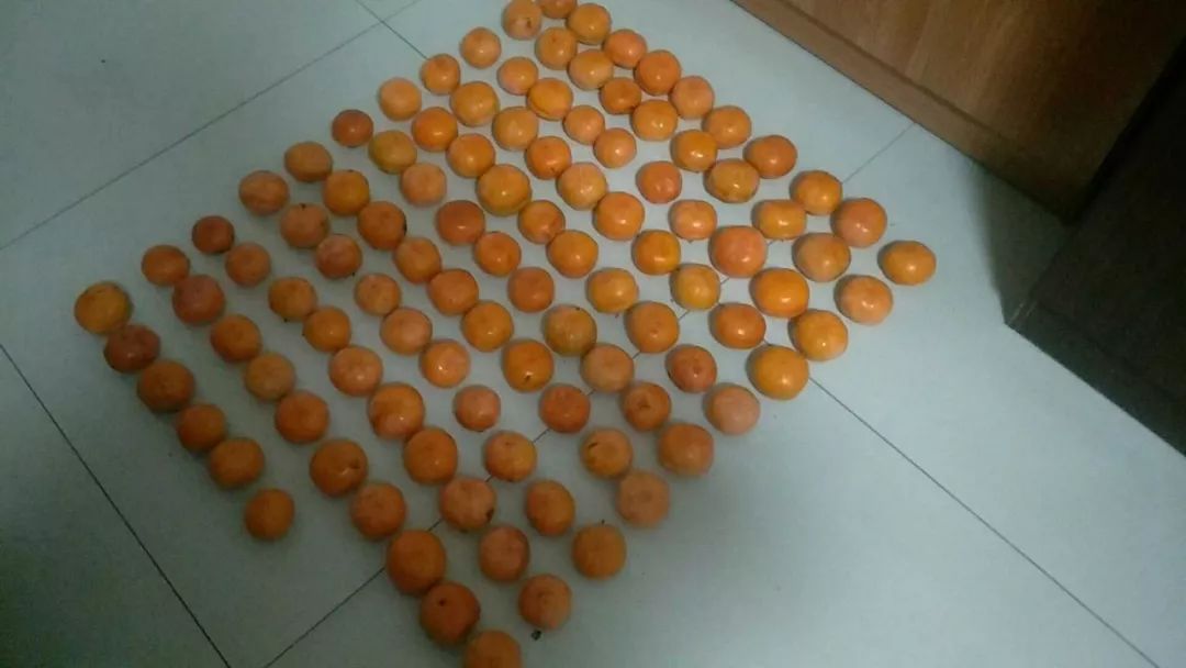 房山南北梯摘柿子,冬天去清凉山摘柿子