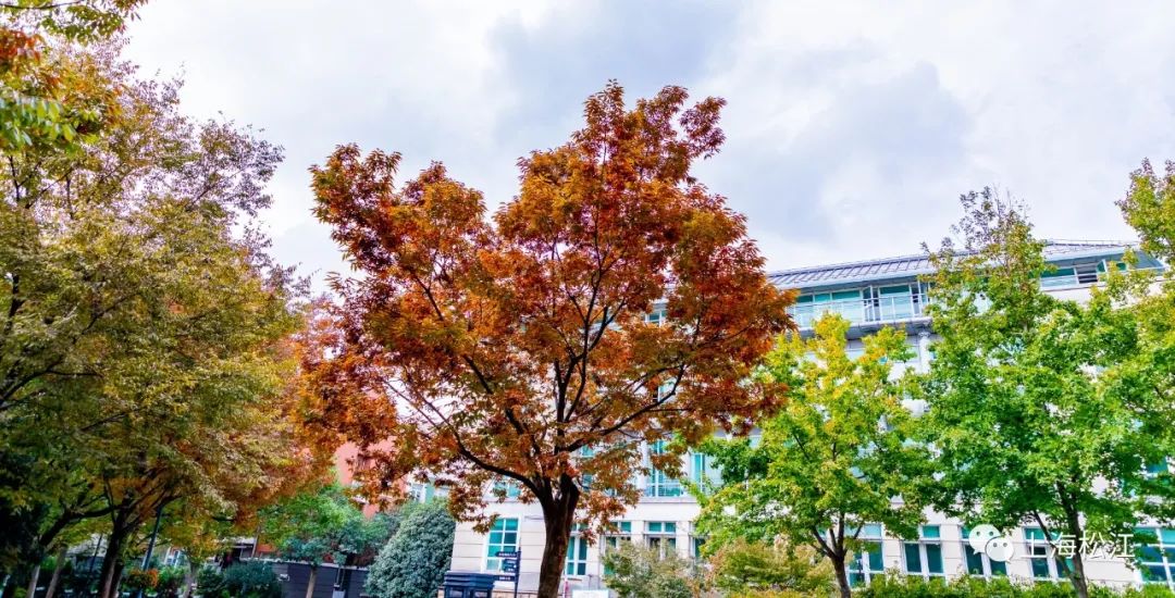 上海最美秋景,上海哪些公园可以拍秋景