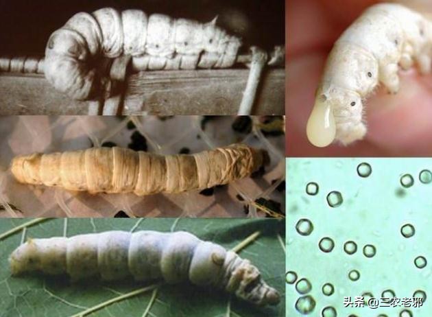 家蚕脓病用什么药治疗有效果,蚕血液性脓病最佳治疗方法