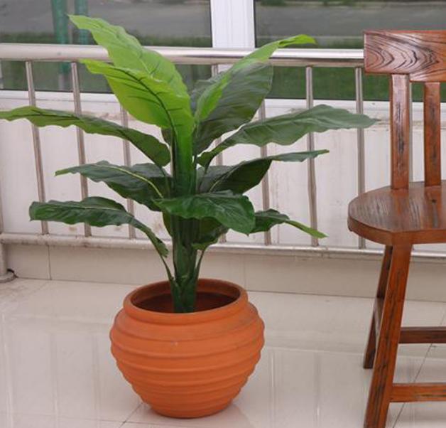 万年青叶子发黄怎么办施什么肥,万年青叶子长白霉如何处理