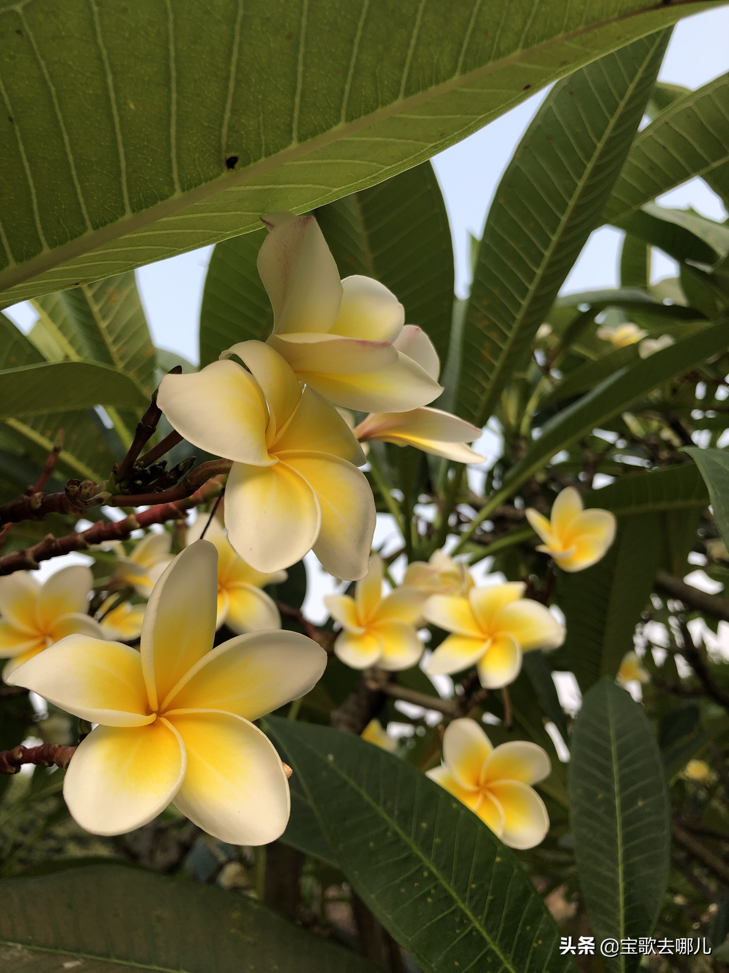 莲花山广州,广州莲花山莲花仙境简介