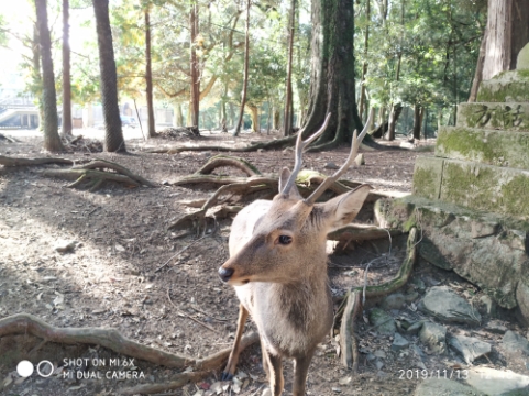 3月底日本关西8日游攻略,日本关西旅游攻略七日游