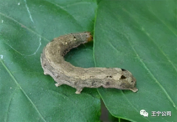 夏播玉米虫害图片大全,玉米虫害图谱高清大图