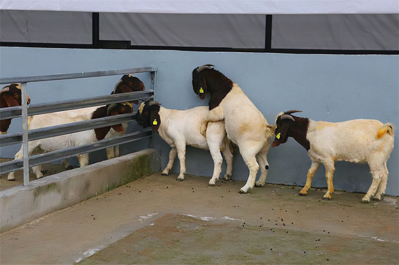 养牛挣钱还是养羊比较挣钱,到底养牛能赚钱还是养羊能赚钱