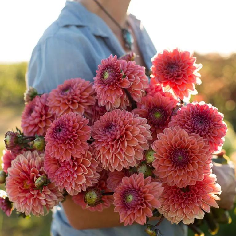 大丽花秋天要起球吗,大丽花怎样越长越好
