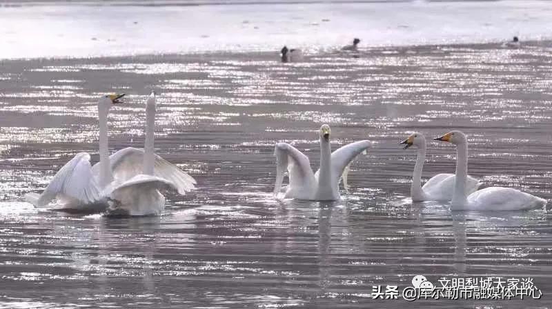 天鹅带着梨城“飞”向全国