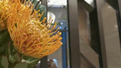 北有阿那亚社群，南有册之丘社群，后者60%研究生以上学历