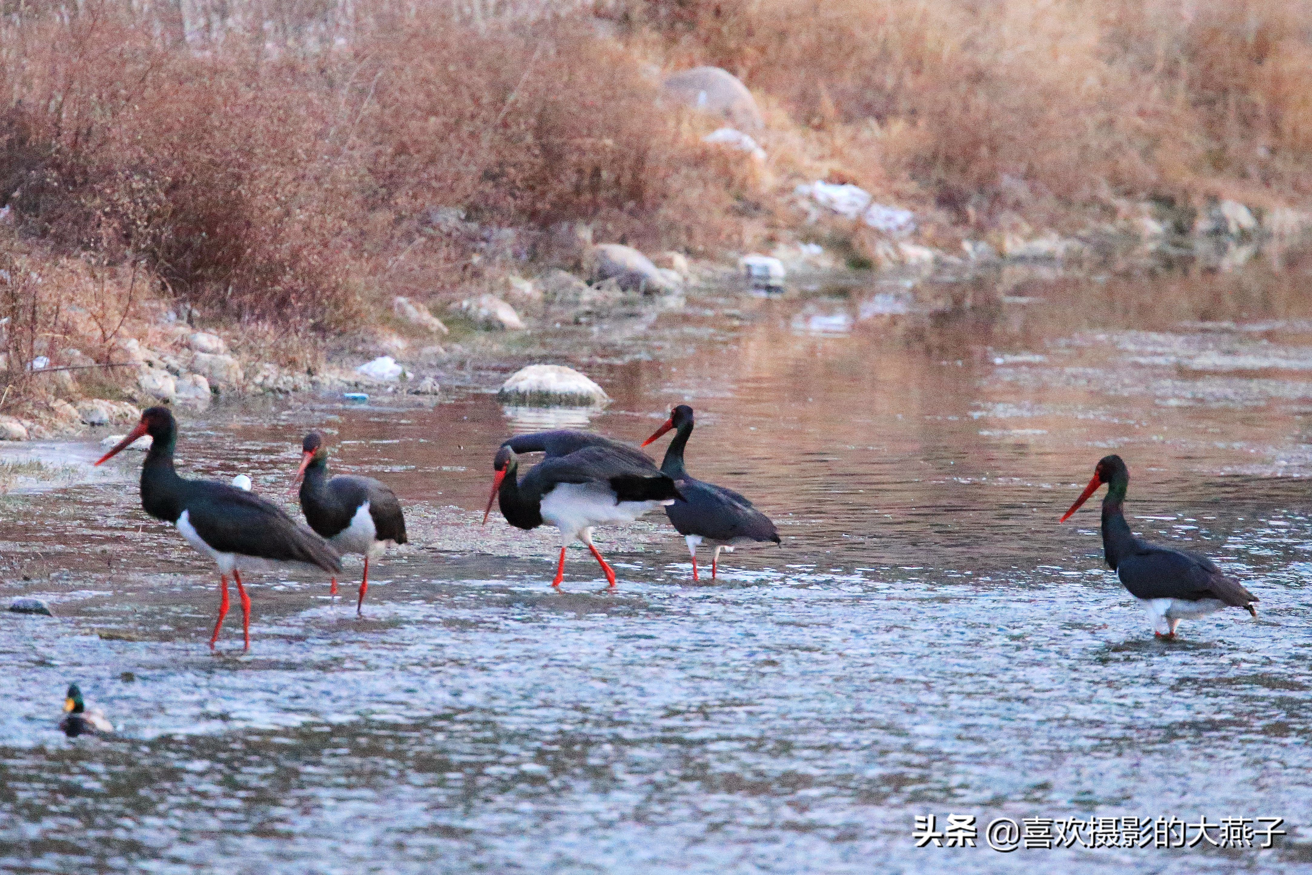 珍稀鸟类黑鹳来到河北井陉县越冬,房山十渡有什么野生动物