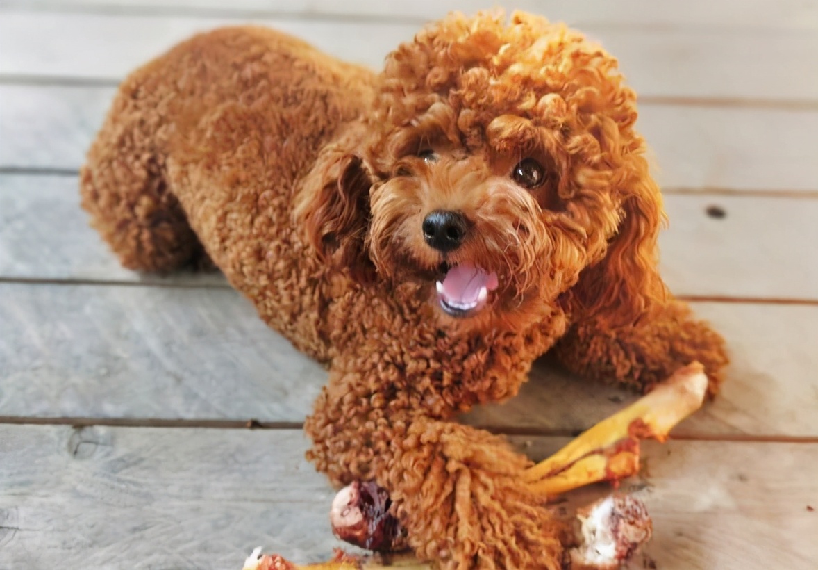 泰迪犯了错误怎么办,泰迪出现这几个行为是在守护你