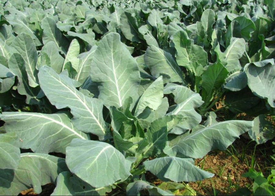 花菜不结球,花菜结球了还要施肥吗