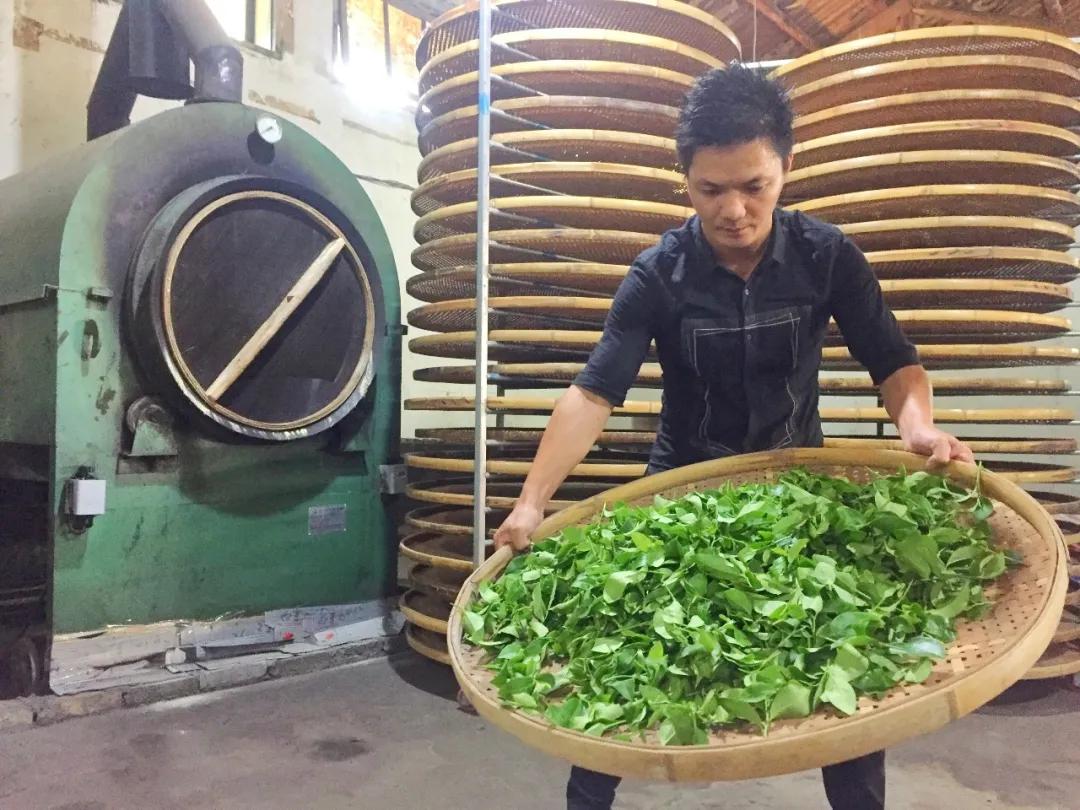 非遗政和白茶技术,非遗乌龙茶制作技艺