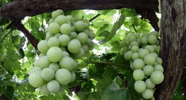 葡萄种类多吃哪种葡萄最好,怎样洗葡萄葡萄才会更好吃