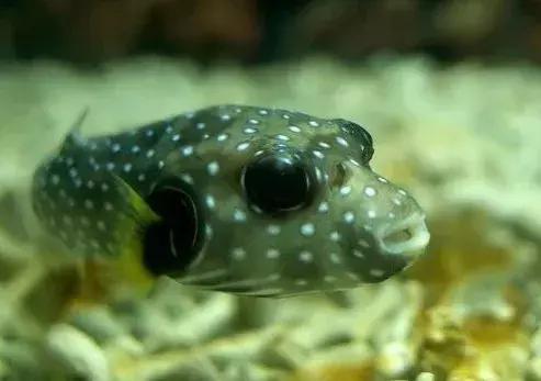 fot海水观赏鱼,fot鱼品种