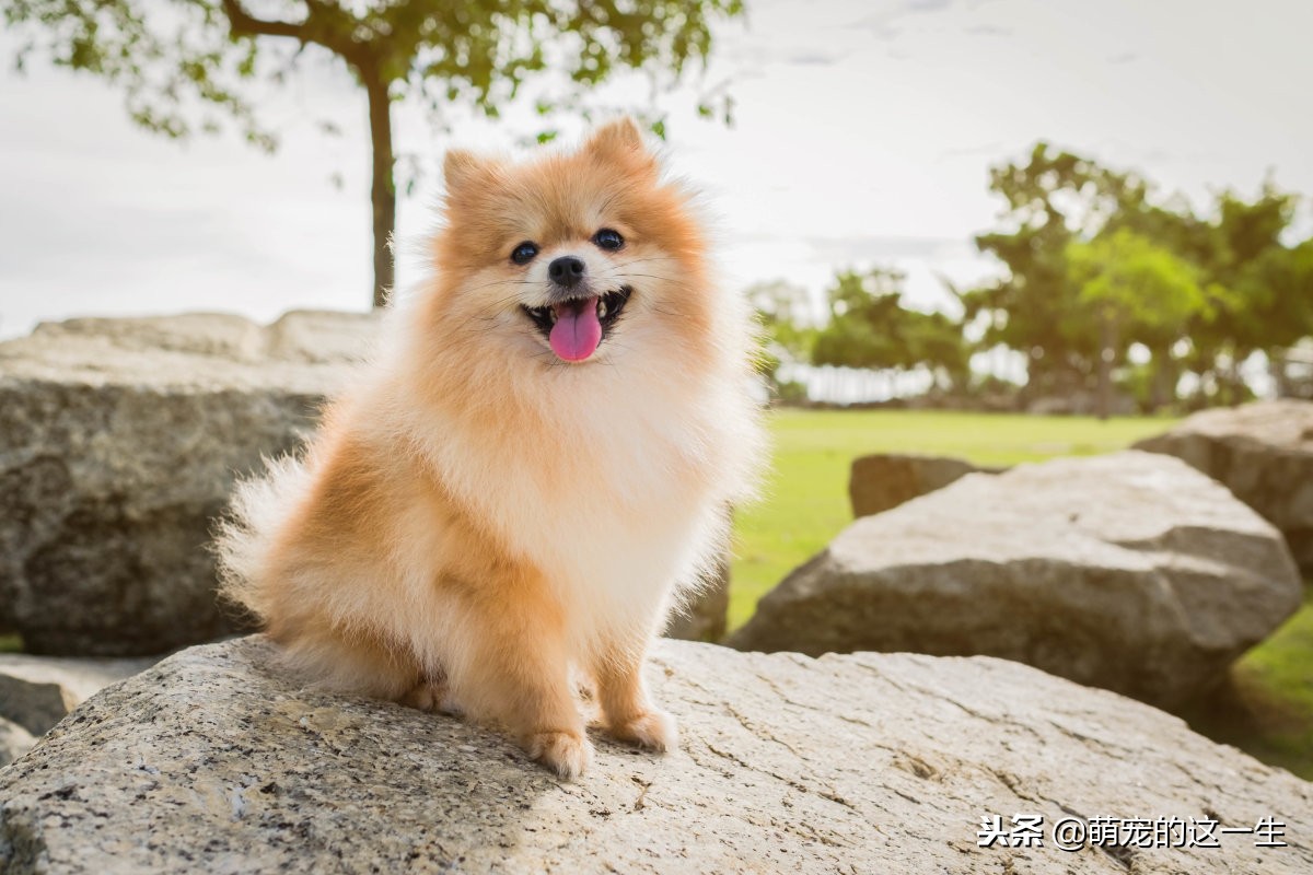 博美怎样才是喜欢你,博美误食老鼠药后应该怎么照顾