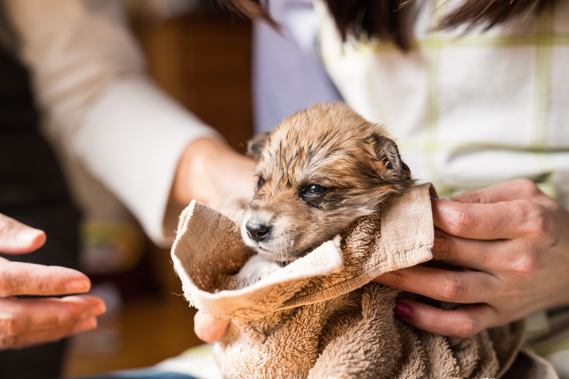 狗能分清猫和自己不一样吗,怎么分辨狗是睡觉了还是死了