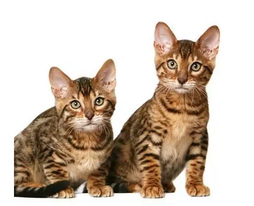 十块钱就能买一只狸花猫是真的吗,几十元的狸花猫能养吗