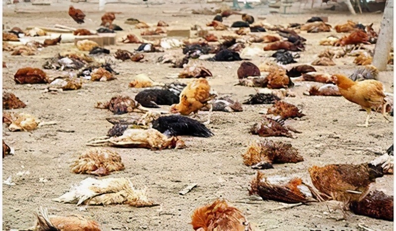 鸡呼吸道病怎么区分,鸡呼吸道病一览表