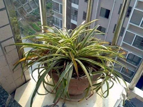 吊兰没水枯萎了加水还能救活吗,吊兰干尖不开花怎么回事