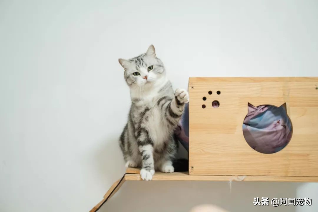 养猫咪怎么最省钱也能吃好,猫咪适合穷养和懒养