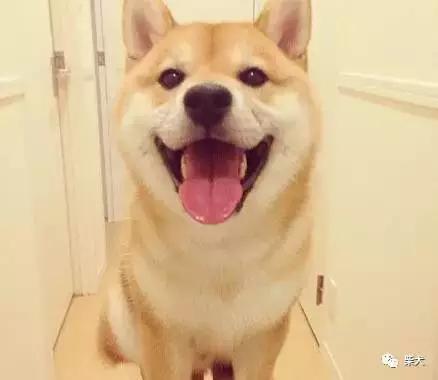 公狗前列腺增生囊肿一定要绝育吗,公狗前列腺炎需要做绝育手术吗