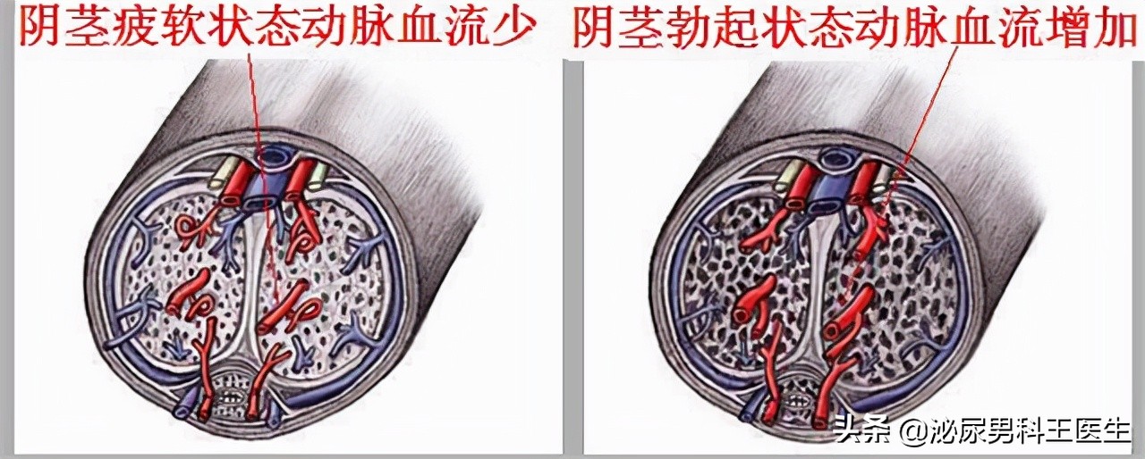 长期服用伟哥最严重后果,大剂量服用伟哥的后果