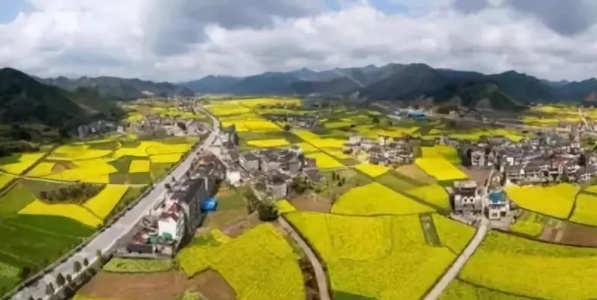 在哪里看油菜花好美哟,开化油菜花最佳观赏地