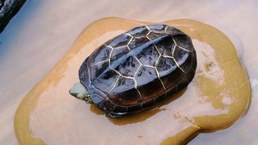 影响动物年龄鉴别的因素有哪些,影响乌龟个体差异的因素