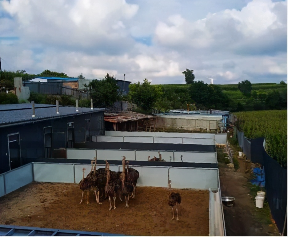 90后夫妻养殖致富,00后创业养殖鸵鸟