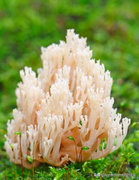 微距摄影拍摄技巧有哪些,微距镜头摄影怎么拍好看