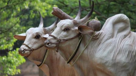 印度不吃牛为什么还出口牛肉,印度吃牛与不吃牛