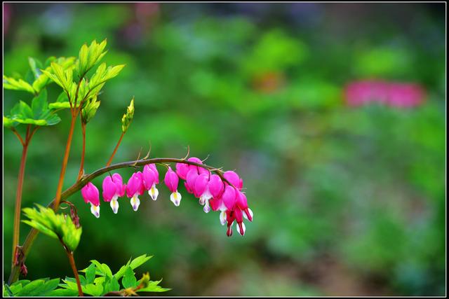 心间若有桃花源何处不是水云间,心中若有桃花源何处不是水云间