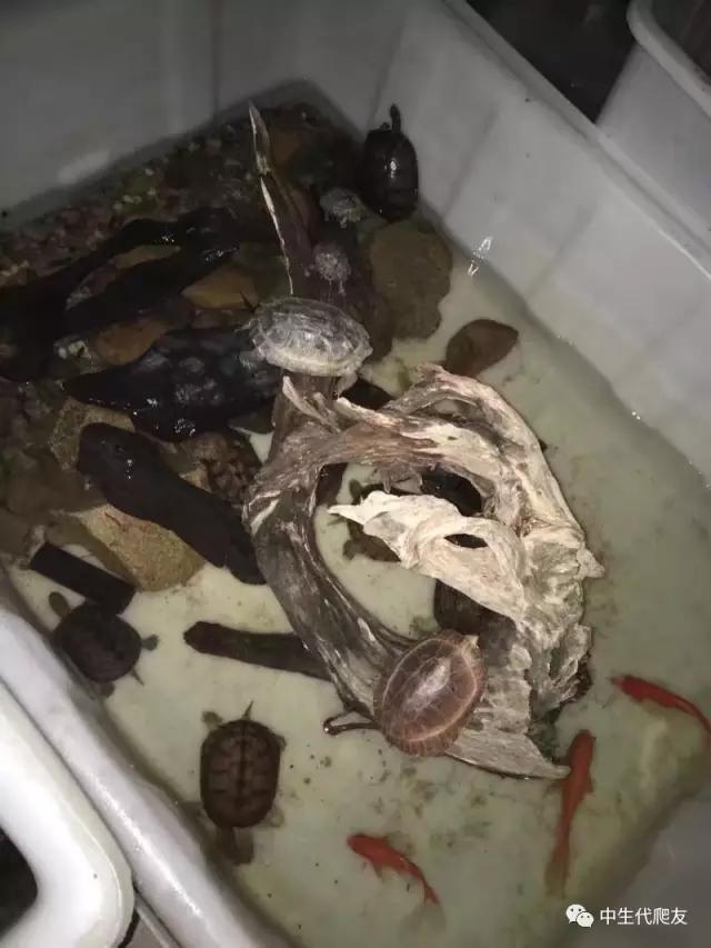 怎样的环境能让龟不会腐甲,如何用最便宜的龟养出华丽的感觉