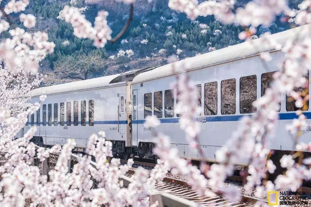 太美了开往春天的列车,这些开往春天的列车简直美呆了