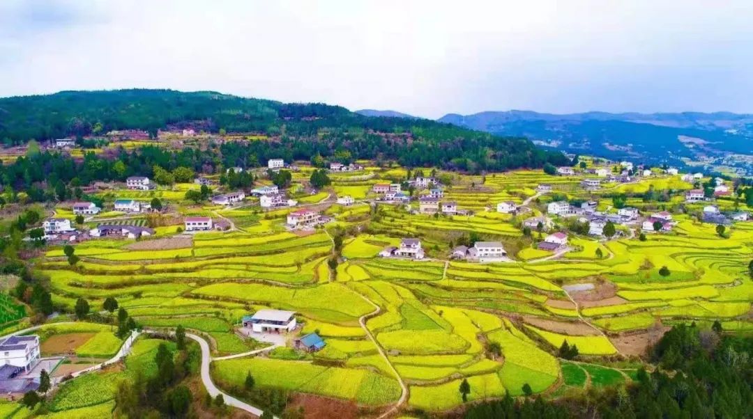 阳春3月桃花与油菜花交相辉映,三月的油菜花和樱花好看吗