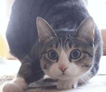 耐用不开裂的菜板推荐,不发霉的菜板测评