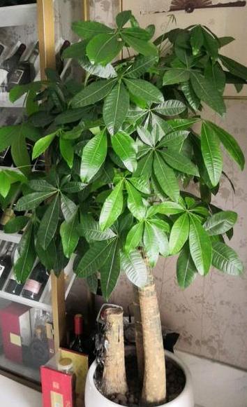 发财树枝干发皱是怎么回事,发财树叶子树干发皱是怎么回事