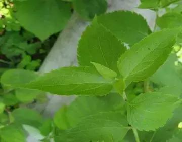 整合——28种青草药,赶快收藏备用!