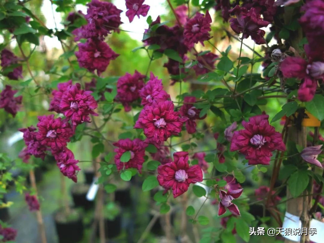 铁线莲折扣,铁线莲哪款值得入手