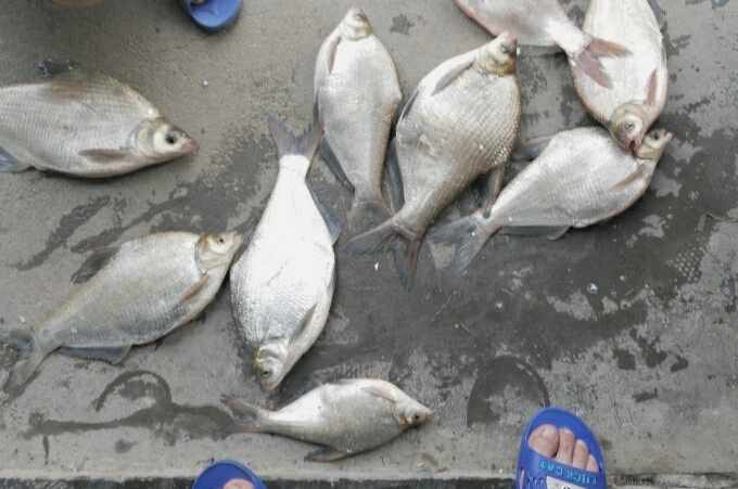 高手钓鲢鳙教学,大师钓鳊鱼技巧调漂