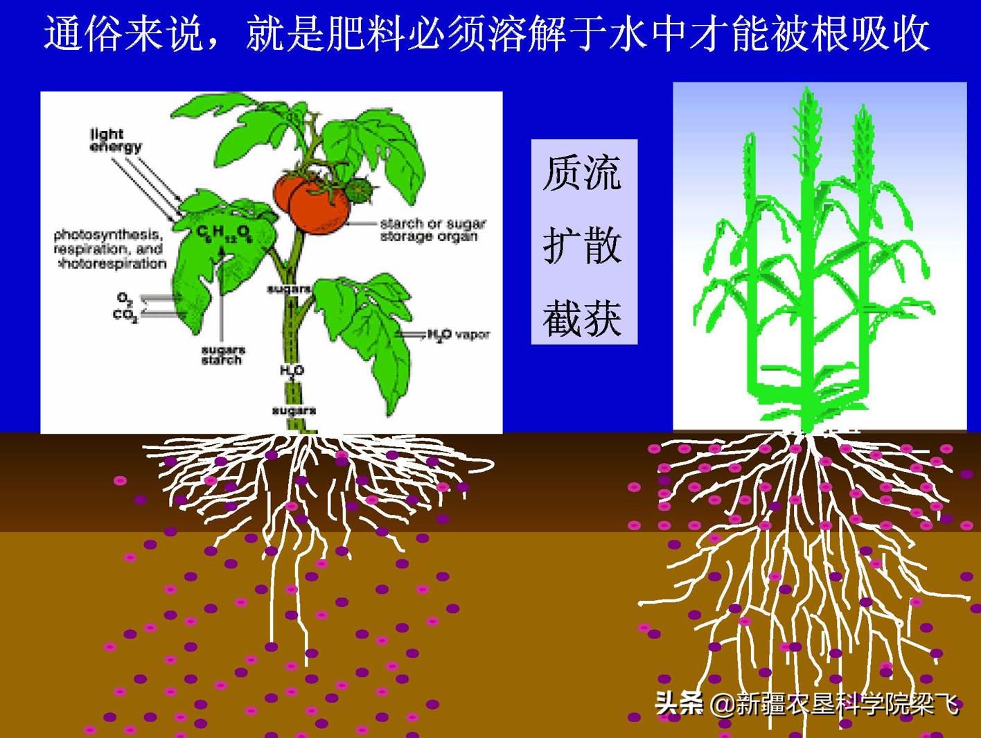 滴灌玉米缺磷的表现,如何科学高效施用磷肥