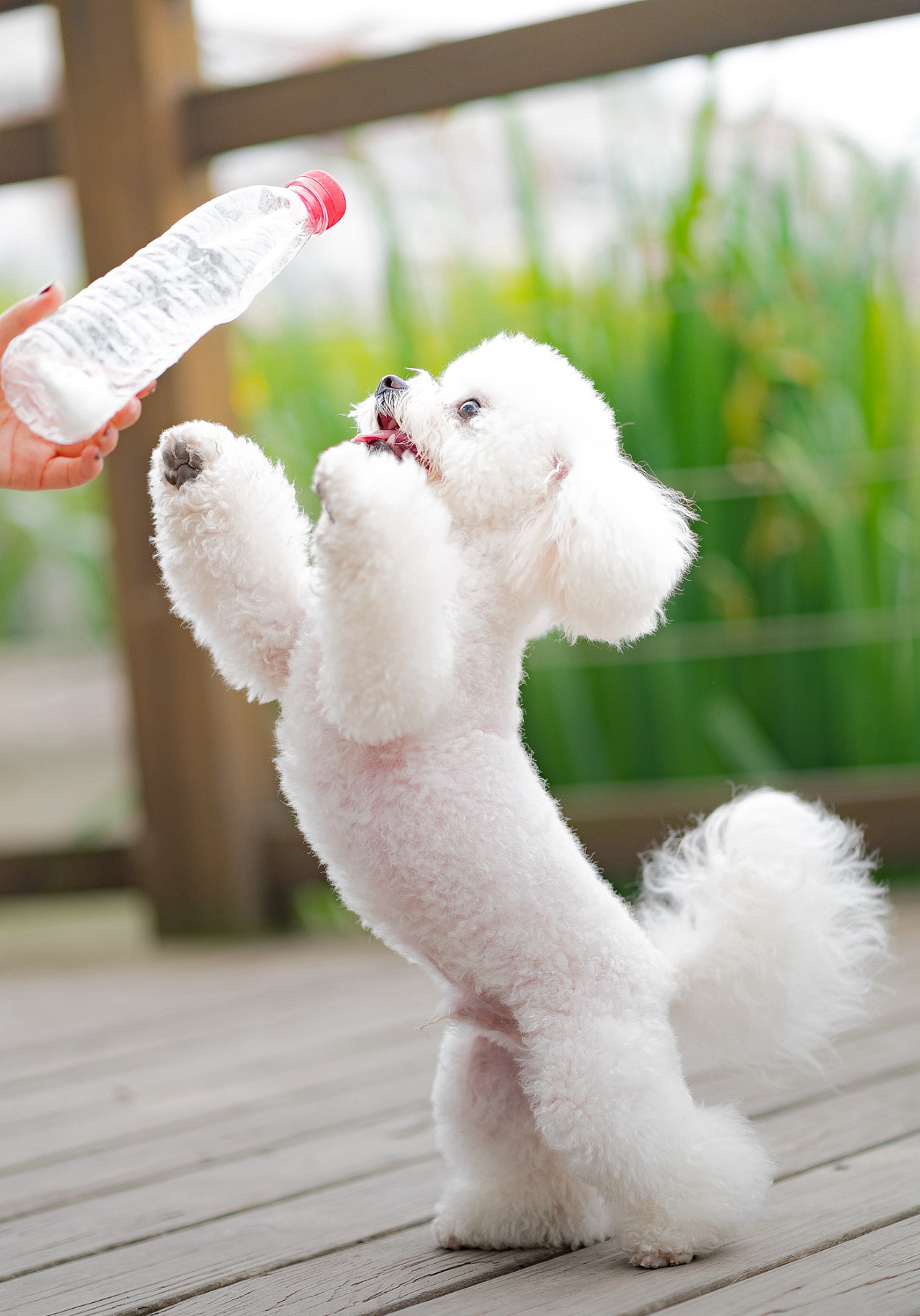 养比熊的十大好处和坏处,兽医比熊