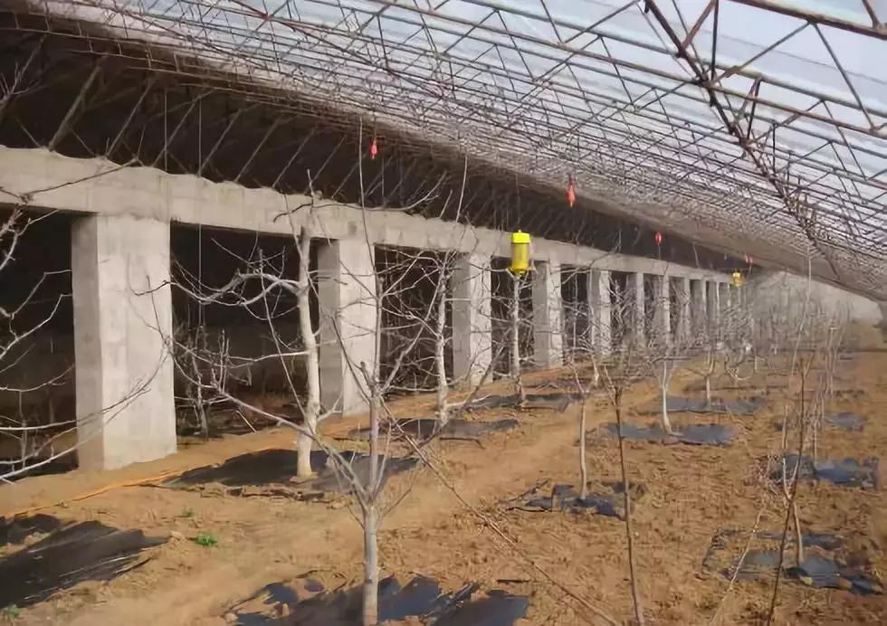 大樱桃大棚湿度,大棚樱桃每个阶段的温度怎么管理