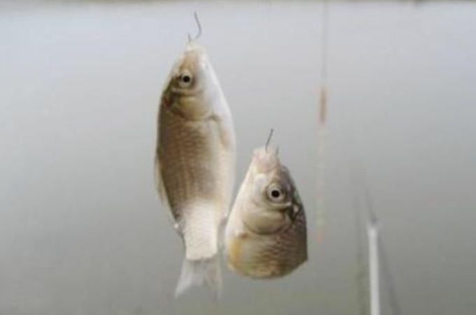 冬天钓鱼不吃饵怎么解决,鱼不吃饵料有什么办法