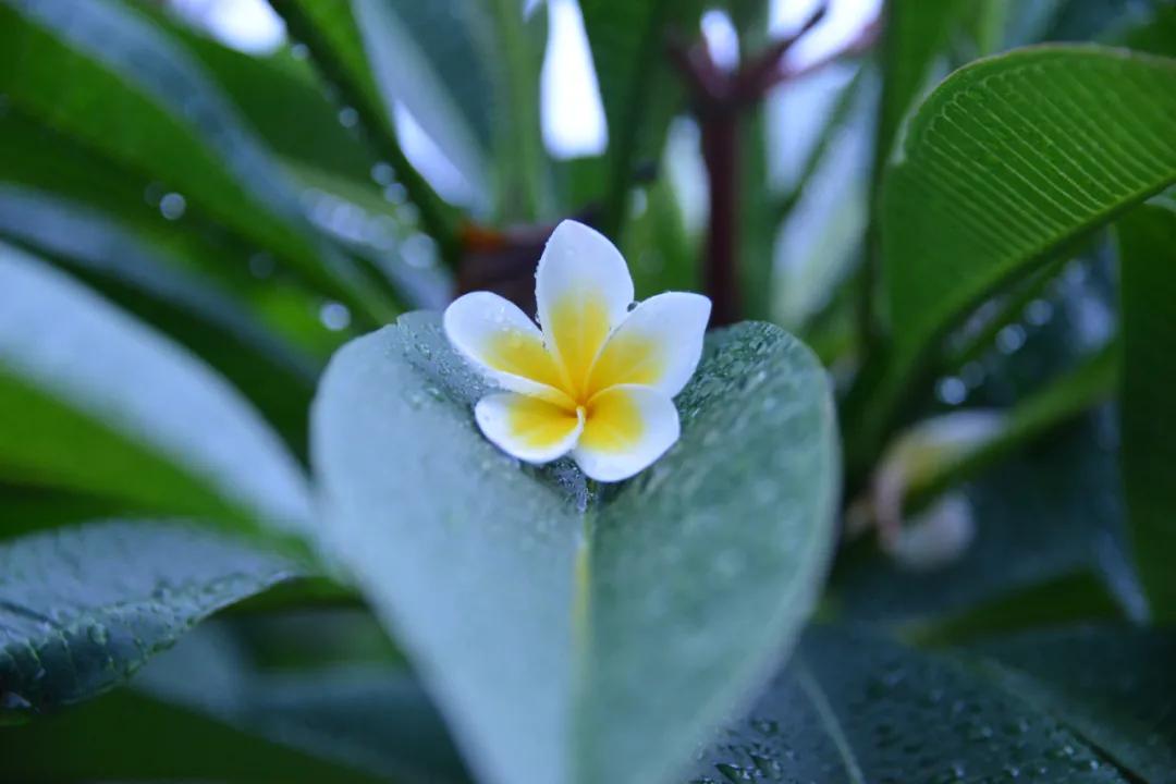 学佛时就有倒霉的事,学佛后运气差可以放弃吗