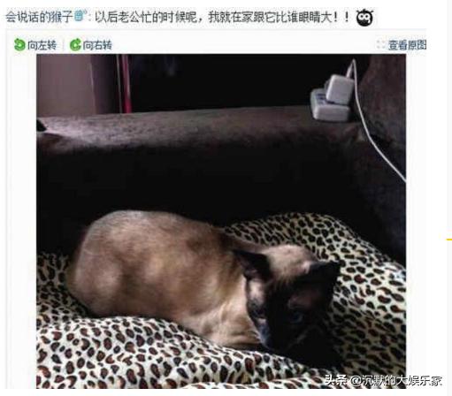 郭晶晶被婆家尊重,郭晶晶被昔日搭档吴敏霞吐槽