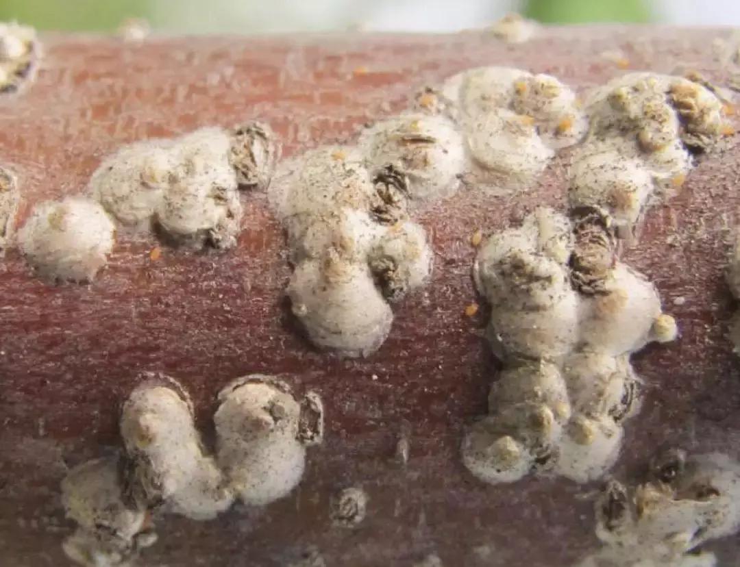 桃树虫害的防治在什么时间最好,桃树虫害防治全年用药图