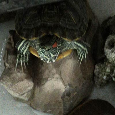 乌龟从6楼摔下去呕血怎么治疗,小乌龟摔了嘴里吐血怎么办