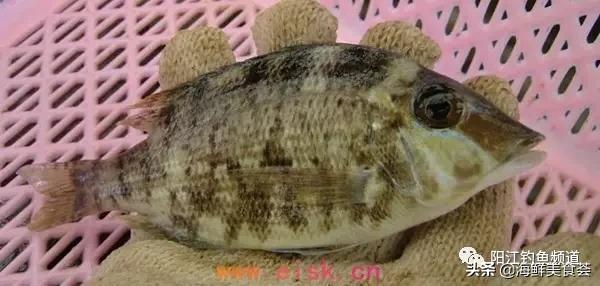 十种最受欢迎的海鱼,钓鱼人最爱的海鱼